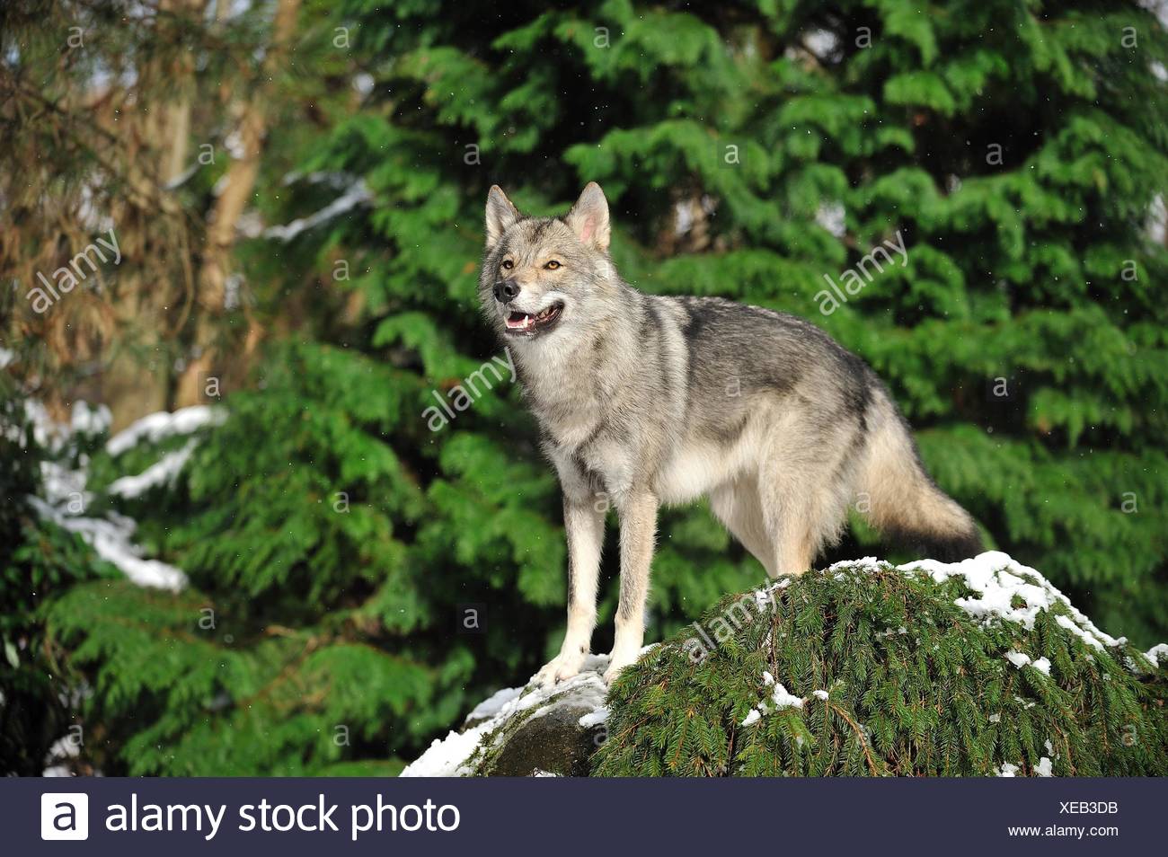 American Wolfdog Photos American Wolfdog Images Alamy