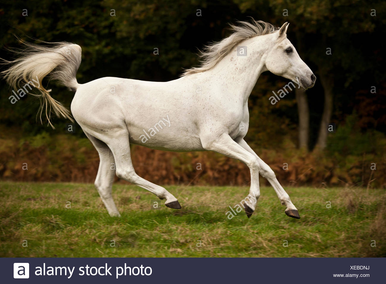 Arabe Pur Sang Hongre Cheval Blanc Le Galop On Meadow Photo Stock Alamy Arabe Pur Sang Hongre Cheval Blanc Le Galop On Meadow Photo Stock Alamy