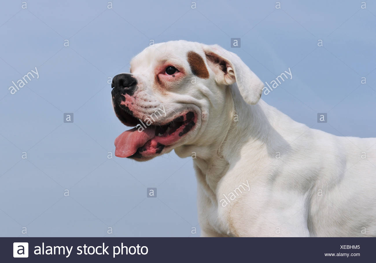 Animal Animaux Chien Boxer Blanc Pure Race Langue Bleue