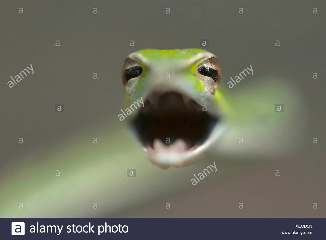 Serpent de vigne verte , Ahaetulla nasuta , Aarey Milk Colony , EN INDE. Le serpent de vigne verte est diurne et légèrement venimeux. Normalement, les reptiles se nourrit de fr Banque D'Images