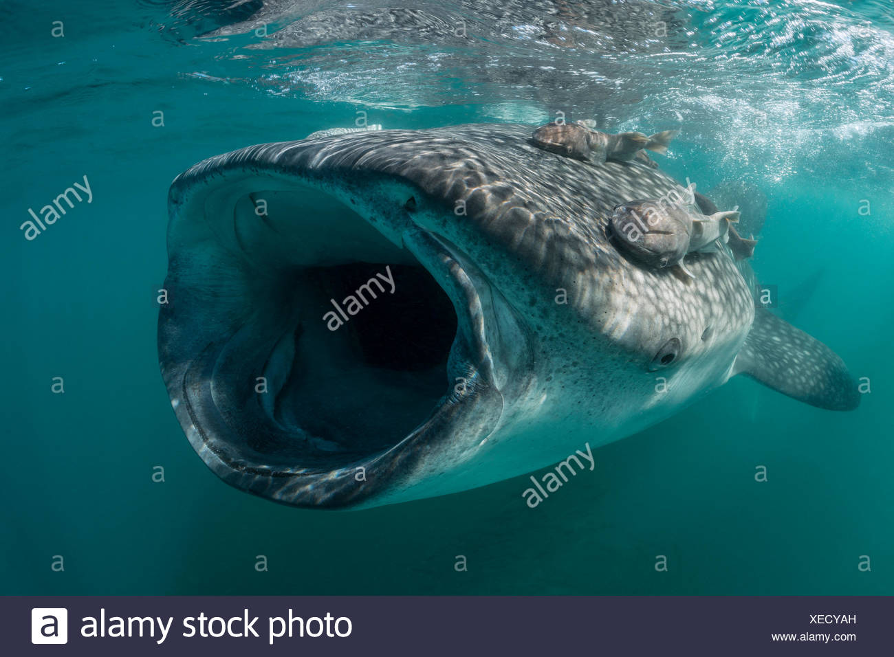 Requin-baleine se nourrit de plancton, Rhincodon typus, La Paz, Baja California Sur, Mexique Banque D'Images
