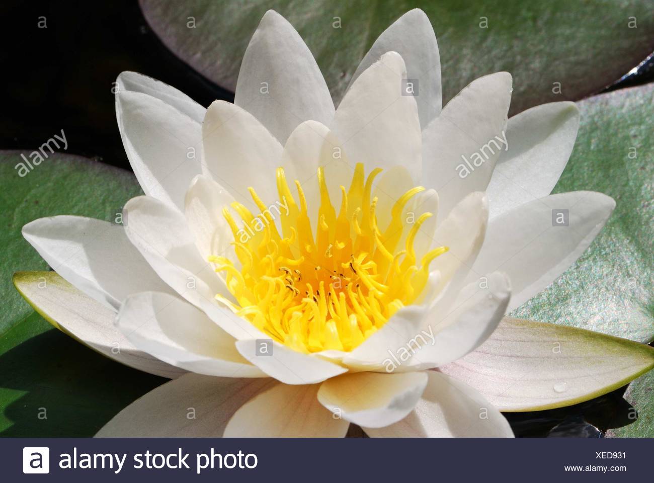 Fleur De Lotus Blanc Banque Dimages Photo Stock 284263589