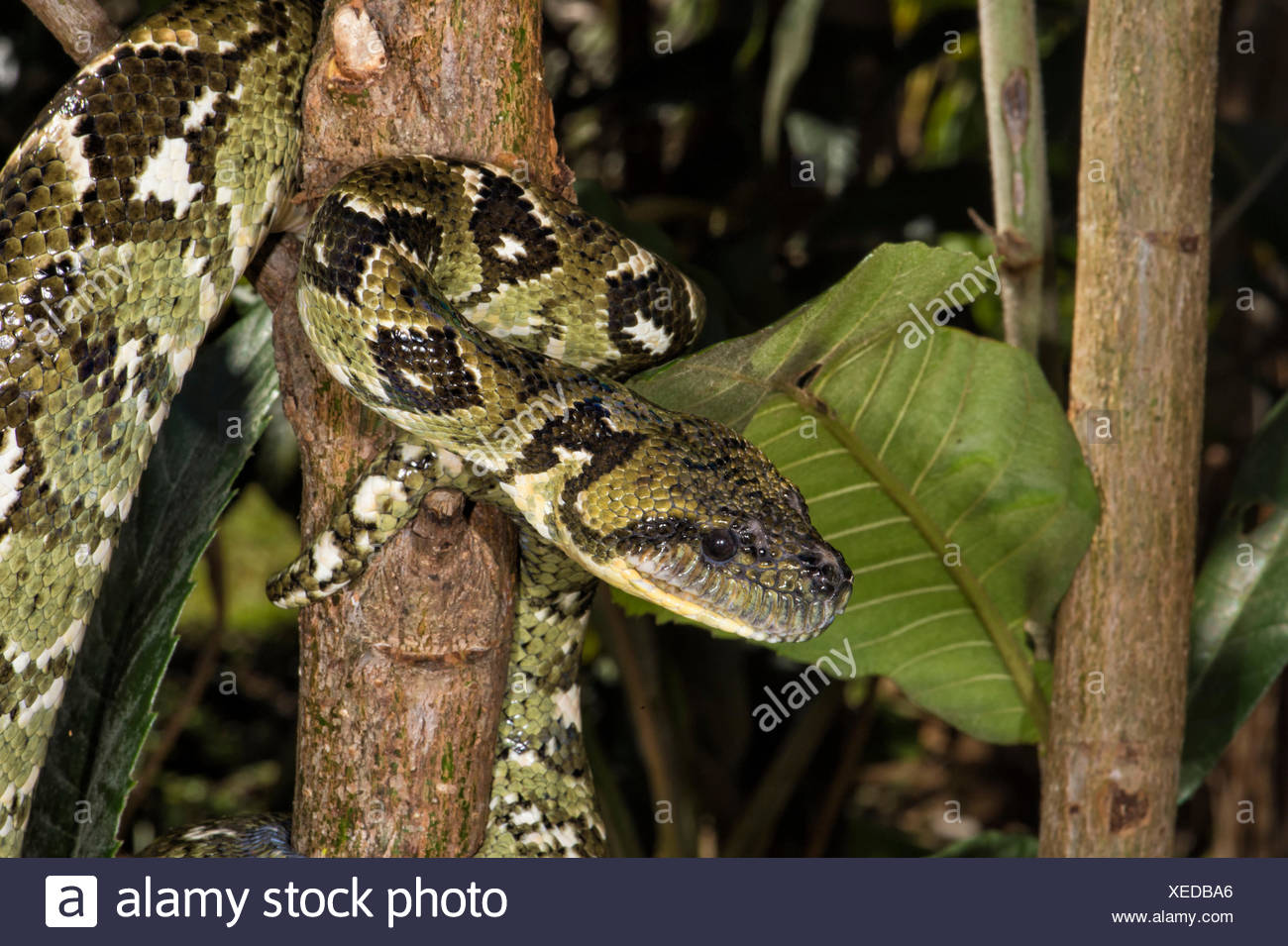 Arbre généalogique Madagascar Sanzinia madagascariensis (BOA), Madagascar Banque D'Images