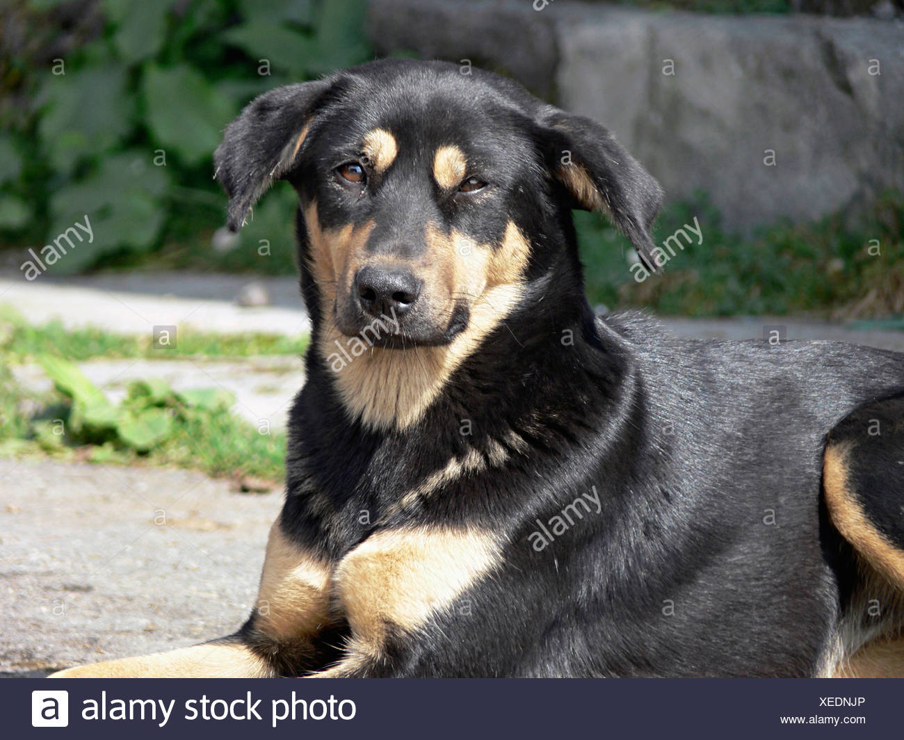 Chien De Berger De Lhimalaya Hollandse Herdershond