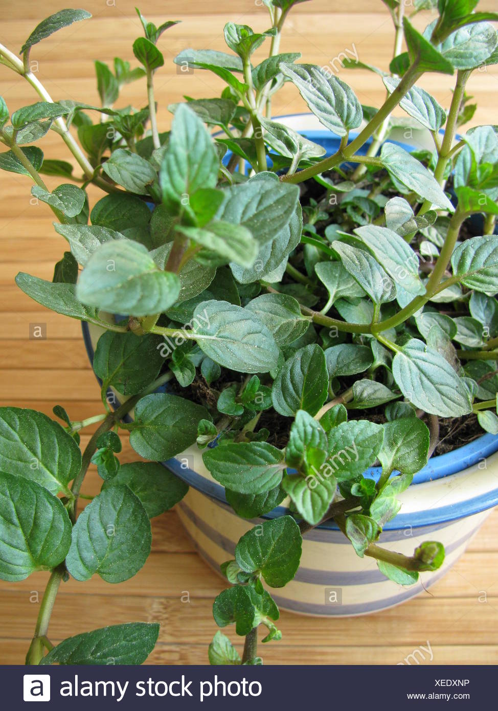Plante En Pot Herbes Menthe Poivree Menthe Chocolat Dessert Les Schokoladenminze Photo Stock Alamy
