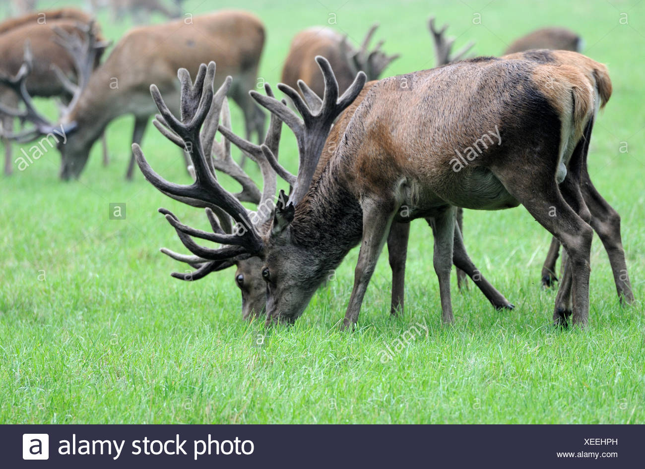 porteur animal bois