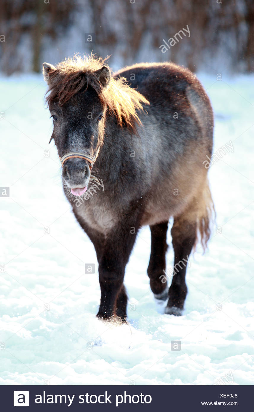Gratuit Images Horse Pony Humor Photos Horse Pony Humor Images Alamy le plus cool salutations