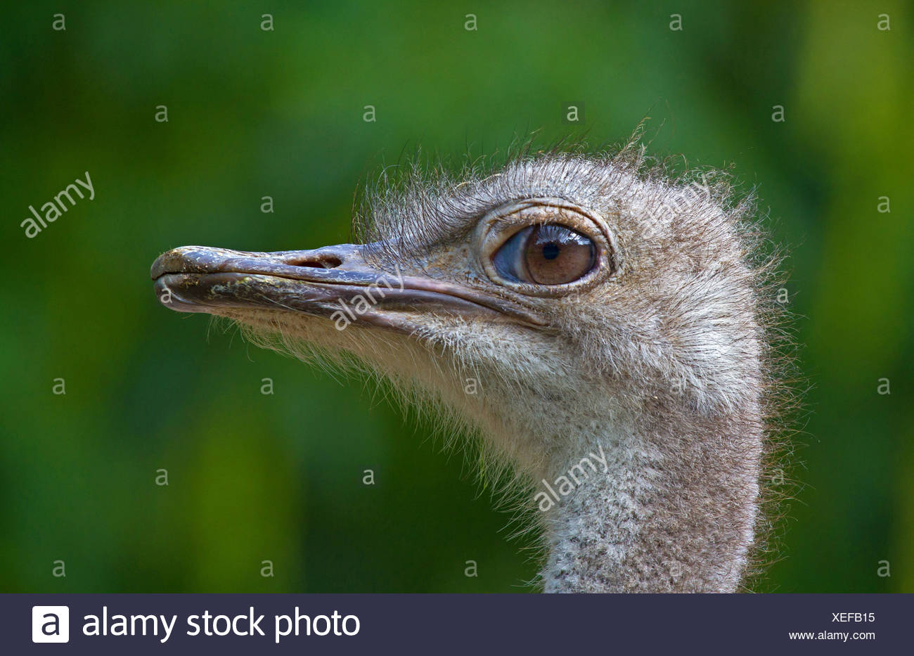 Autruche (Struthio camelus australis), portrait, Allemagne Banque D'Images