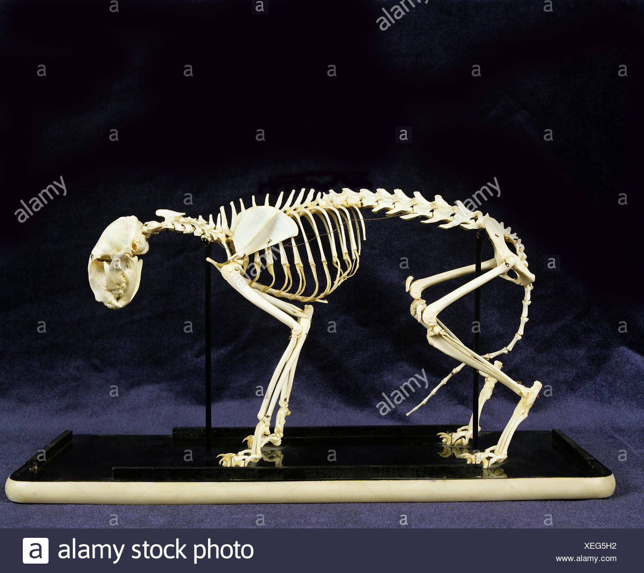 Os De Chat Banque D Image Et Photos Alamy
