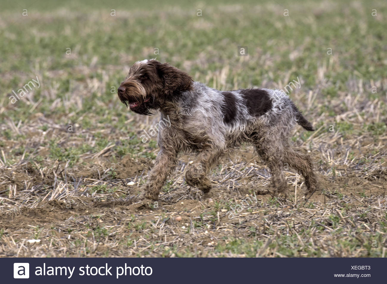 Spinone Italiano Italien Est Une Race De Chien Il Est