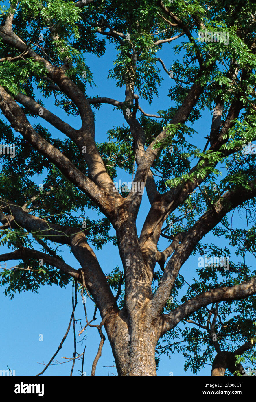 Struttura in mogano crown dettaglio (Swietenia sp. ) Con fogliame verde nella stagione secca. Il Senegal. Marzo Foto Stock