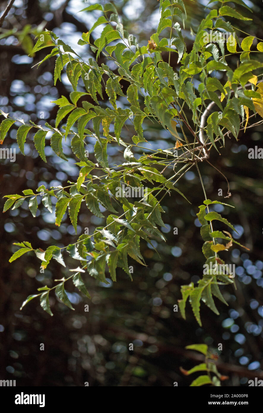 Albero di NEEM (azadirachta indica). Close-up di fogliame su un ramo. Foto Stock