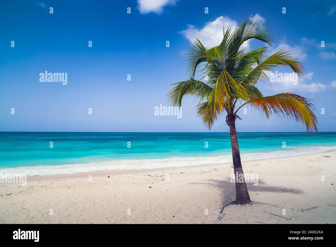Vacanza Estate vacanze sfondo. Soleggiato esotici tropicali dei Caraibi Paradise beach con sabbia bianca e acque azzurre e Palm tree rami su Foto Stock
