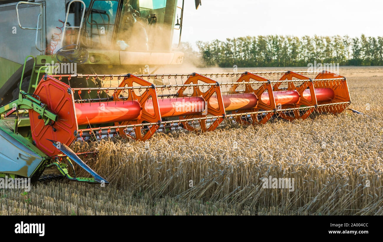 Contro lo sfondo di un giorno d'estate e di sole e cielo blu con nuvole. Mietitrebbia mature di raccolta di grano dorati sul campo. L'immagine del Foto Stock