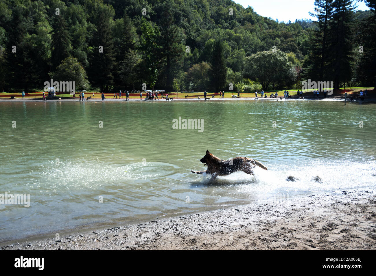 Pastore Tedesco cane divertimento al cane nuotare a Howarth Park. Foto Stock