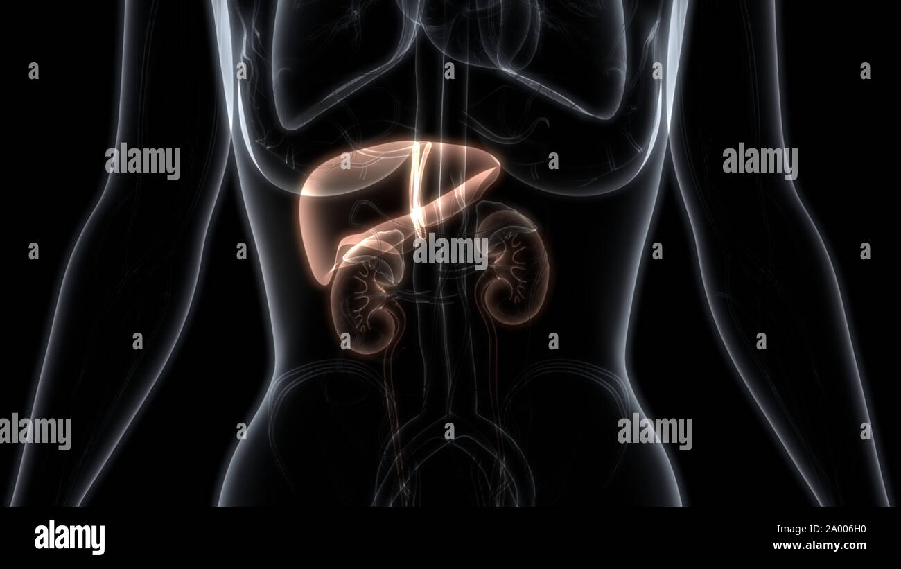 Il fegato umano con reni anatomia Foto Stock