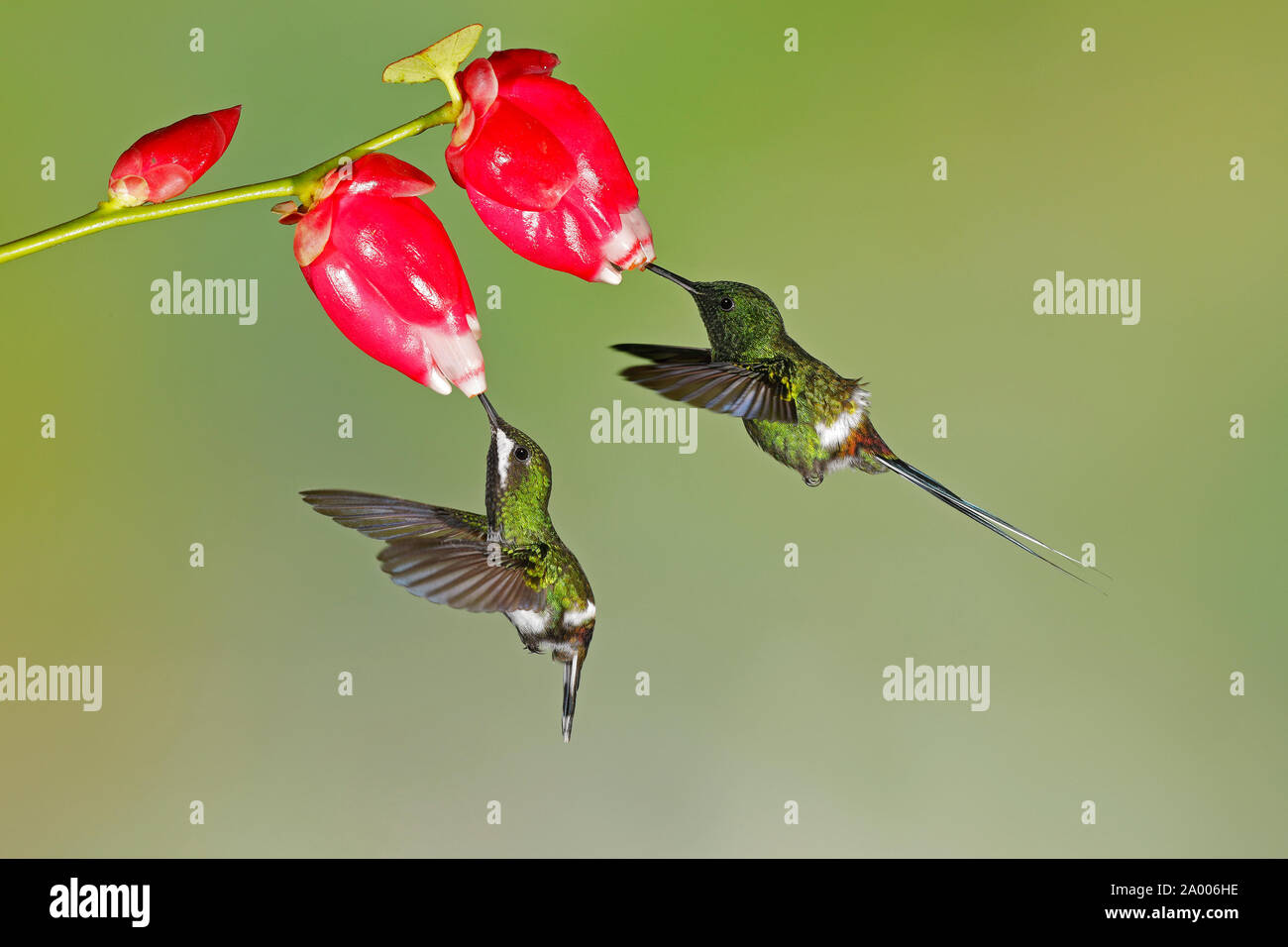 Coppia di verde (Thorntails Discosura conversii) alimentazione sui fiori nella foresta tropicale del Ecuador. Il maschio con la sua coda di più è sulla destra. Foto Stock
