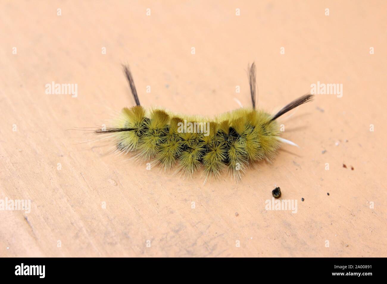 Un nastrare Tussock Moth Caterpillar a piedi attraverso un ponte di legno Foto Stock