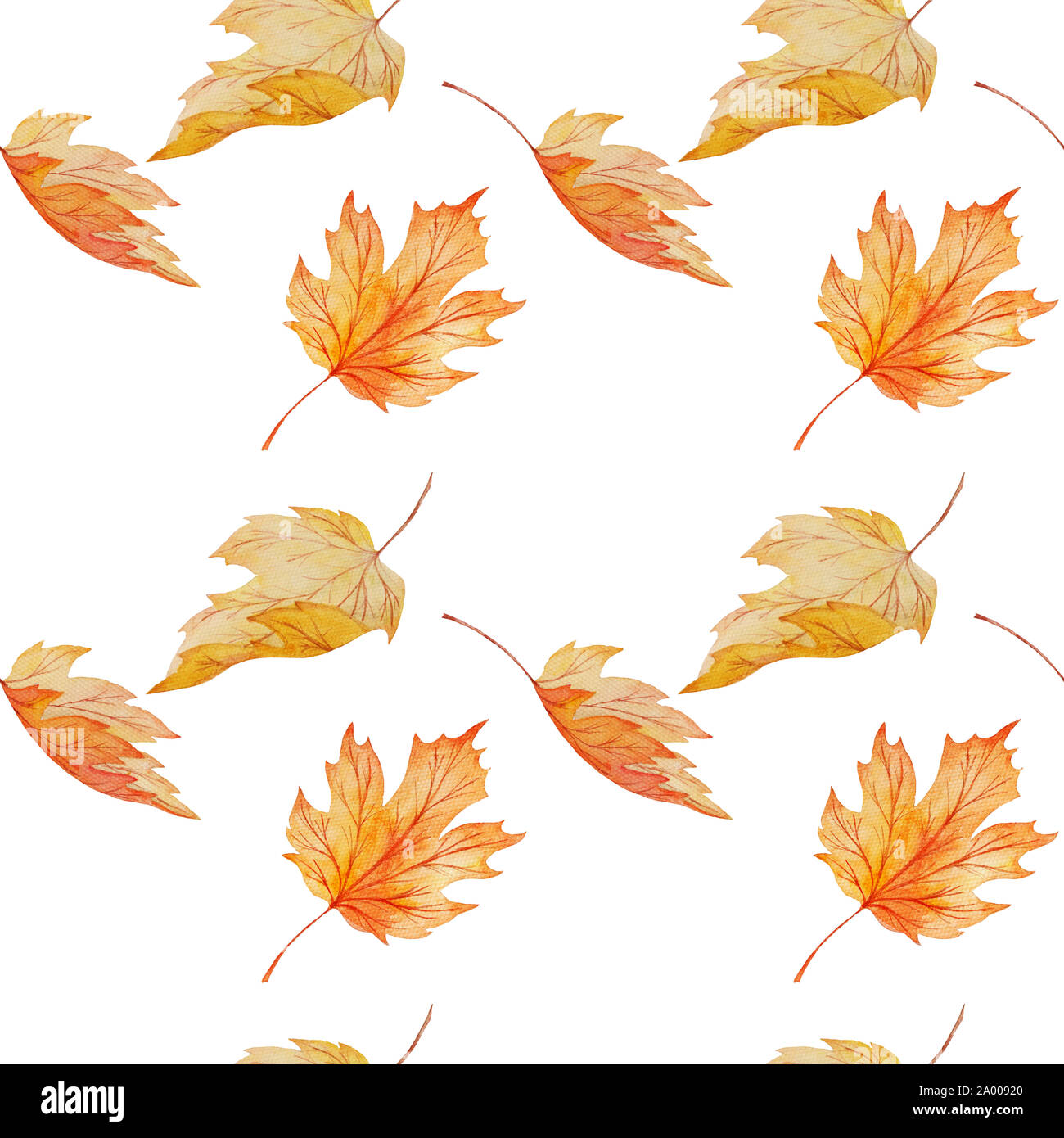 Acquerello seamless pattern di foglie di acero isolato su sfondo bianco, dipinta a mano autunno stampa botanico per wpapping, tessuto, carta da parati Foto Stock