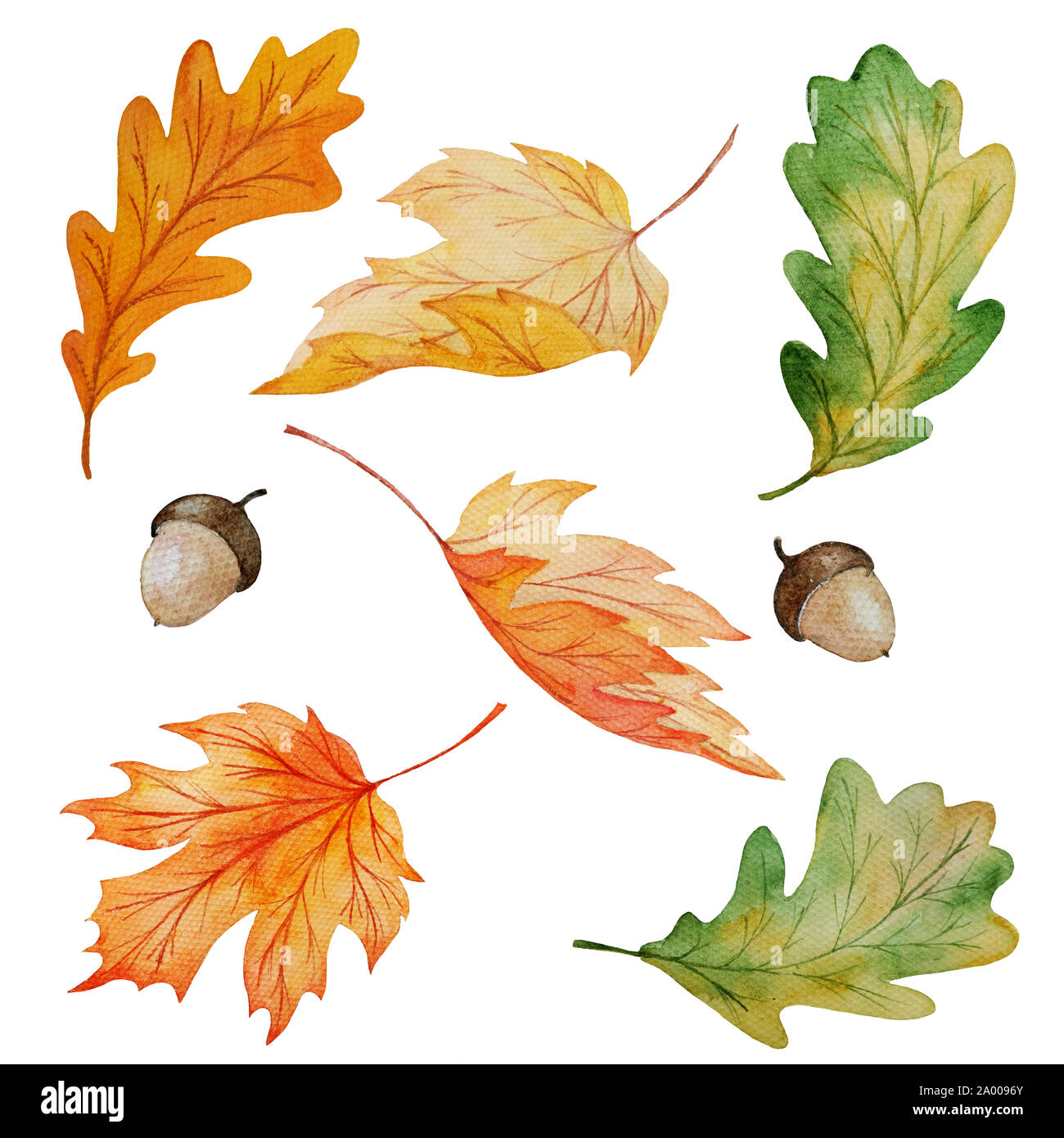 Raccolta di acquerelli di acero e foglie di quercia e ghiande isolati su sfondo bianco, dipinte a mano illustrazione botanica per autunno design stagionale Foto Stock