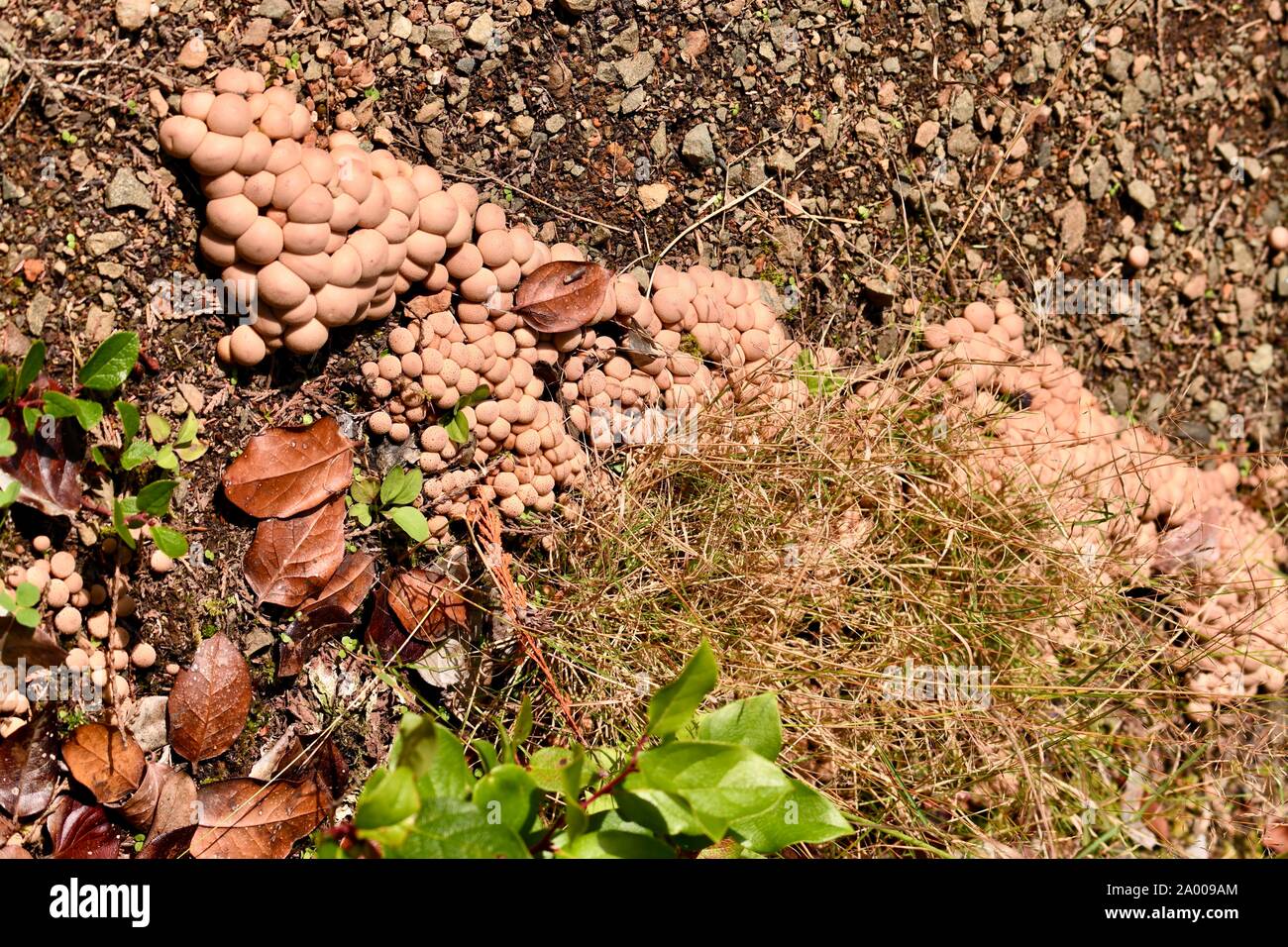 Ciuffo di zolfo - velenosi i funghi selvatici nella foresta pluviale della Columbia Britannica Foto Stock