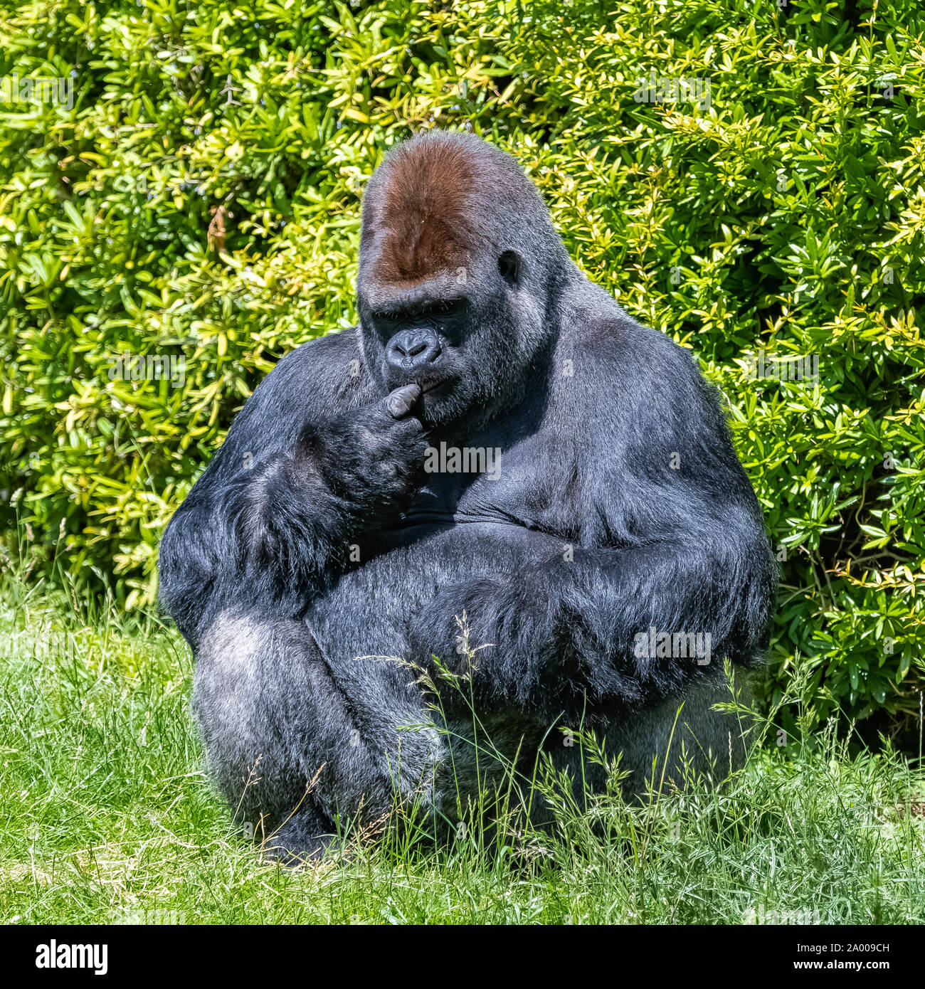 Gorilla, scimmia, maschio dominante seduto in erba, atteggiamento divertente Foto Stock