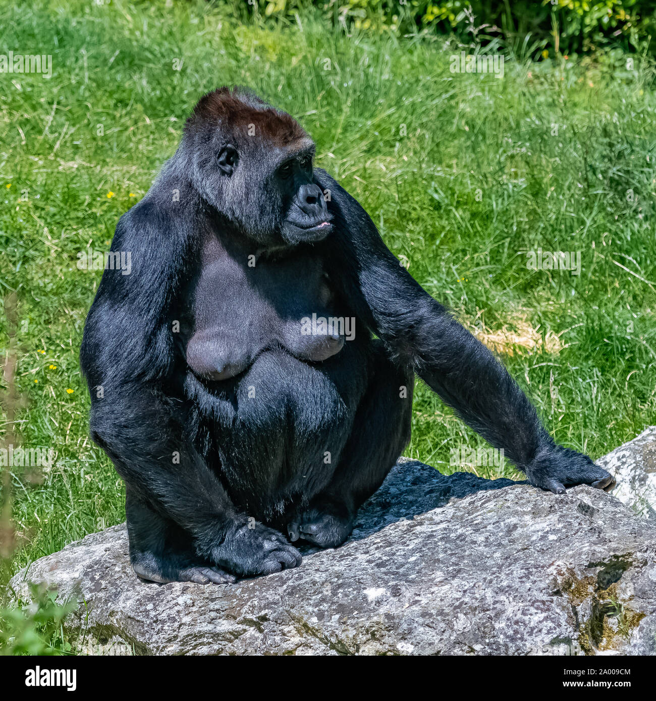 Gorilla, scimmia, femmina seduto in erba, ritratto di una grande ape con baby Foto Stock
