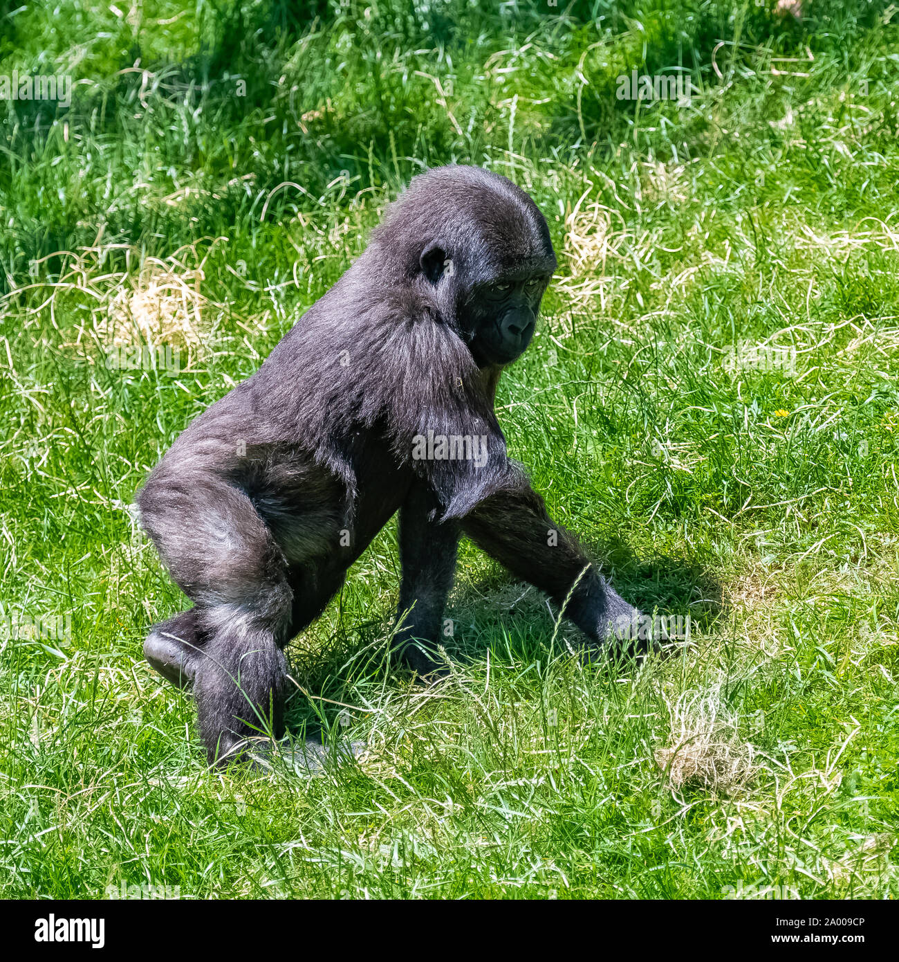 Gorilla baby, scimmia seduto sull'erba Foto Stock