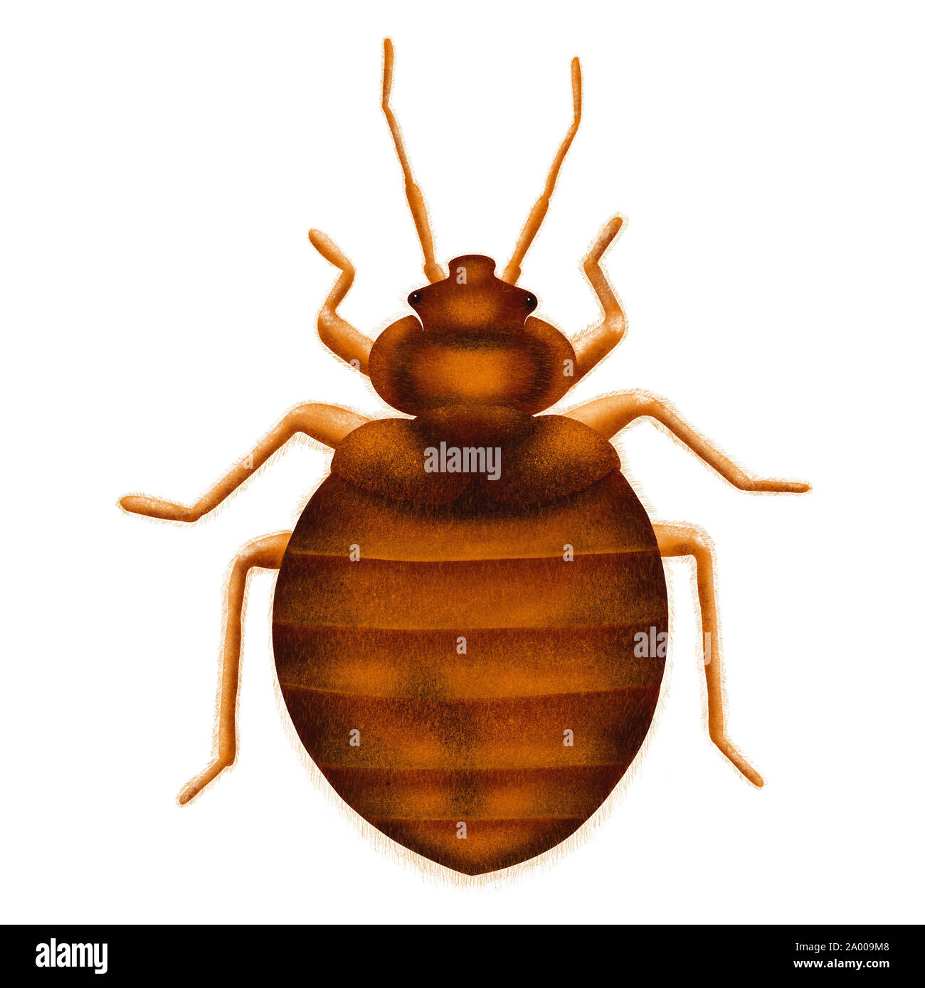 Bedbug comune Lepinotus reticulatus. Bed bug, Illustrazione disegnata, isolato su bianco Foto Stock