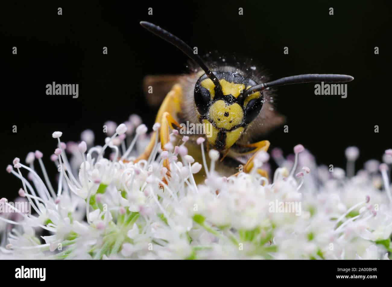 Vespa austriaca, macro sociale di wasp o giacca gialla wasp su una fioritura delle piante Foto Stock