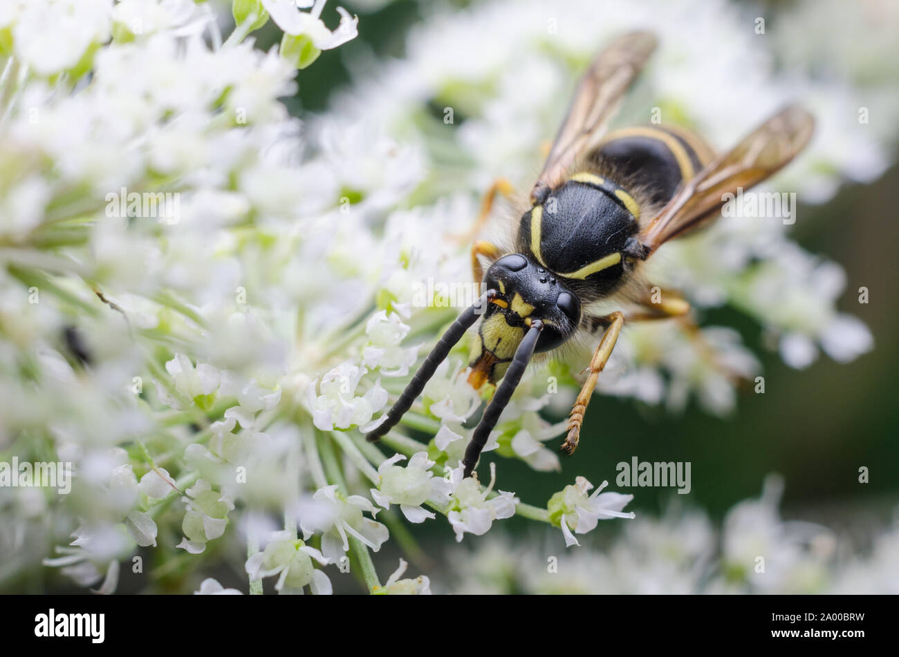 Vespa austriaca, macro sociale di wasp o giacca gialla wasp su una fioritura delle piante Foto Stock