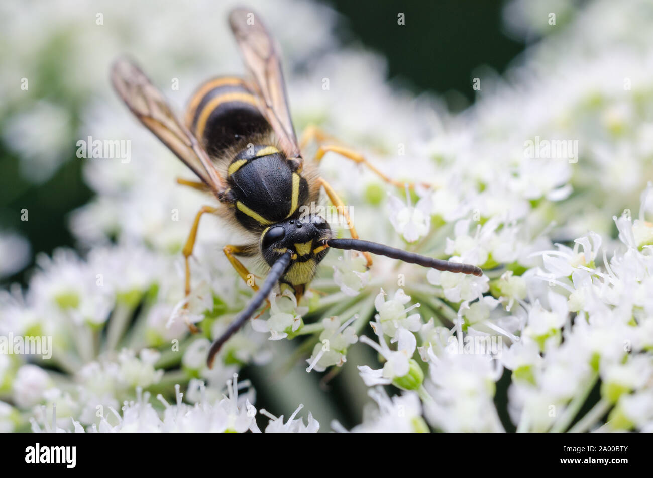 Vespa austriaca, macro sociale di wasp o giacca gialla wasp su una fioritura delle piante Foto Stock