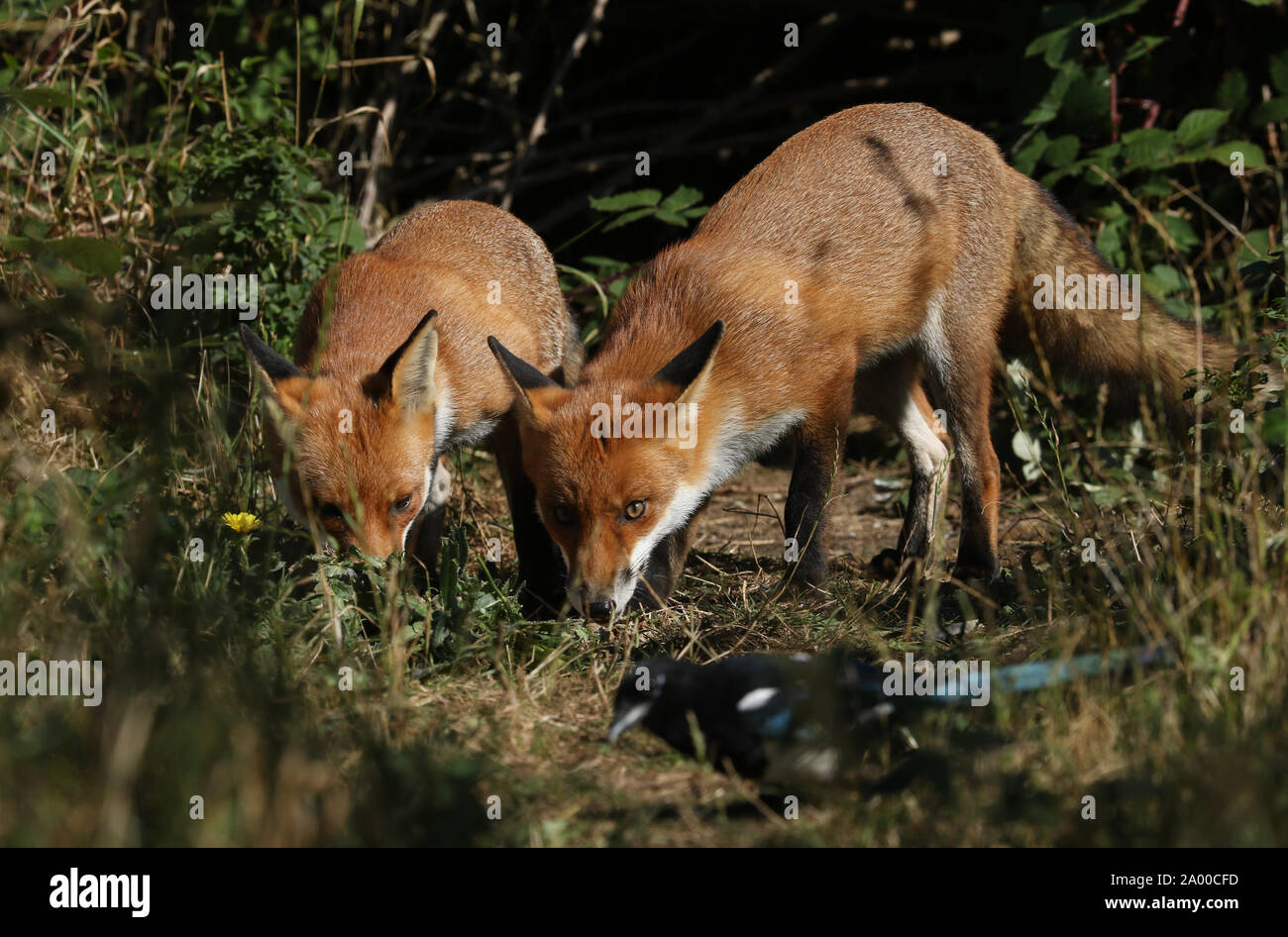 Due caccia selvaggia affamati volpi rosse, Vulpes vulpes, in piedi all'ingresso den. Foto Stock