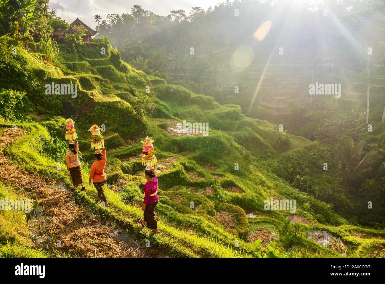 Mostra stile Balinese tradizionale donna abiti cerimoniali e cesti di tempio indù offerte, a piedi attraverso le tipiche Asian risaie a terrazze. Foto Stock