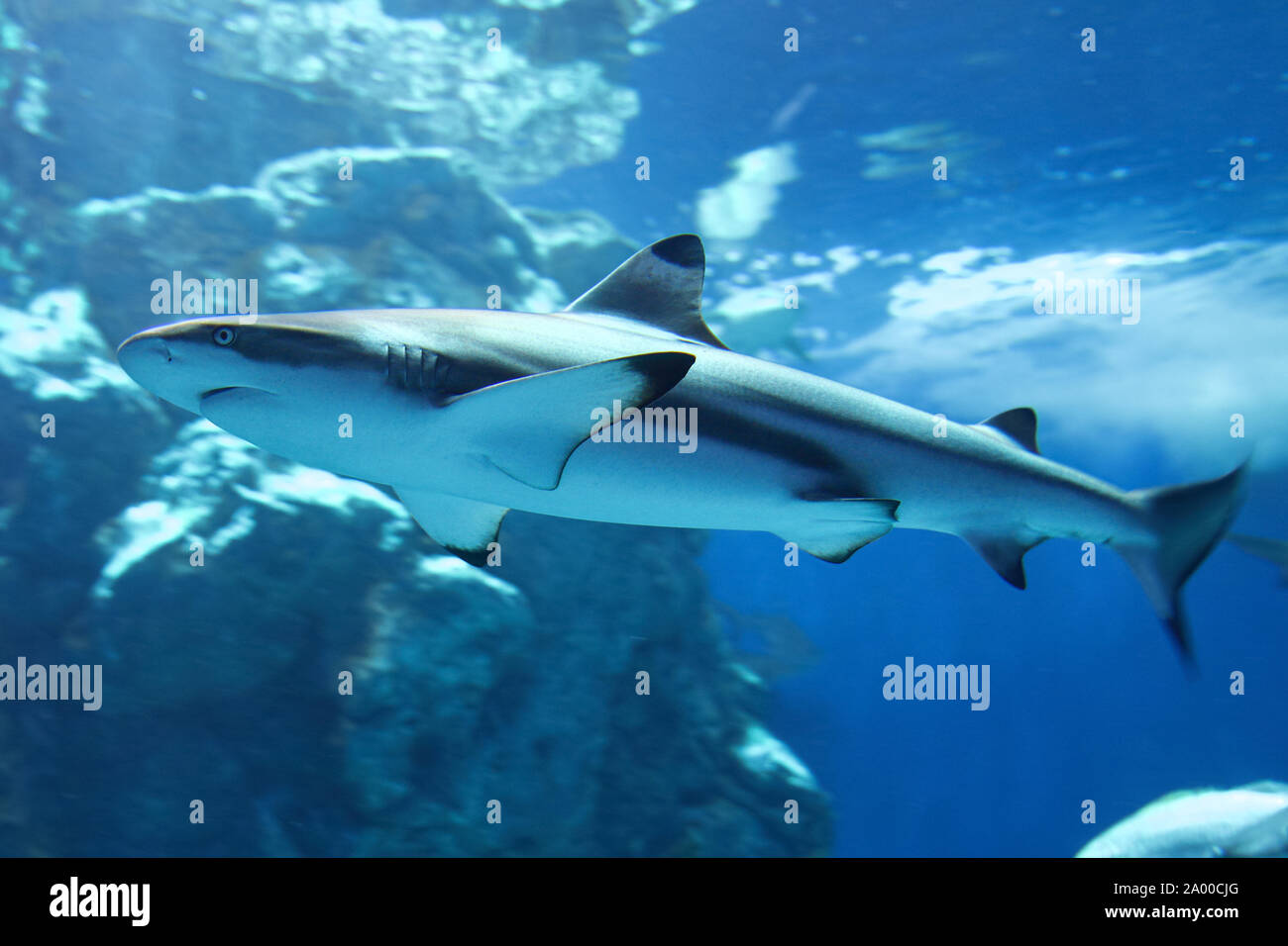 Blacktip Shark Reef (Carcharhinus melanopterus), membro del Requiem di squali che popolano il reef tropicali piana e barriera corallina del indiano e del Pacifico o Foto Stock