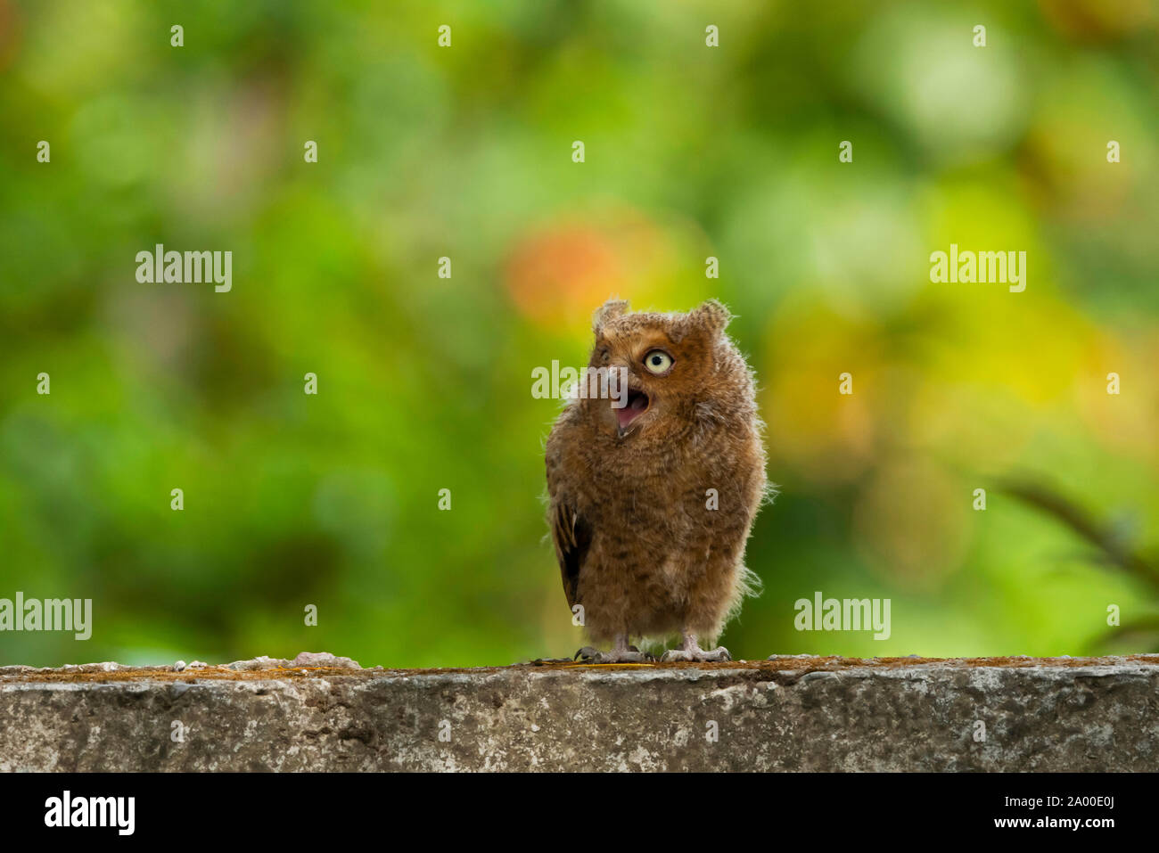 Mountain assiolo, Otus spilocephalus a Sattal in Nainital, Uttarakhand, India. Foto Stock