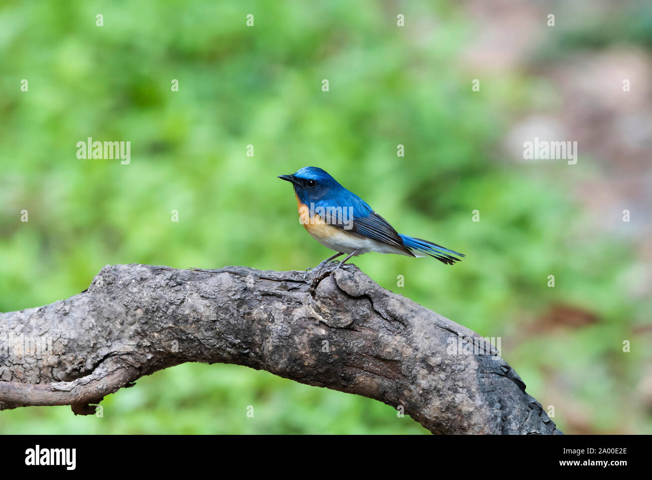 Blu blu throated flycatcher, maschio, Cyornis rubeculoides a Sattal in Nainital, Uttarakhand, India Foto Stock