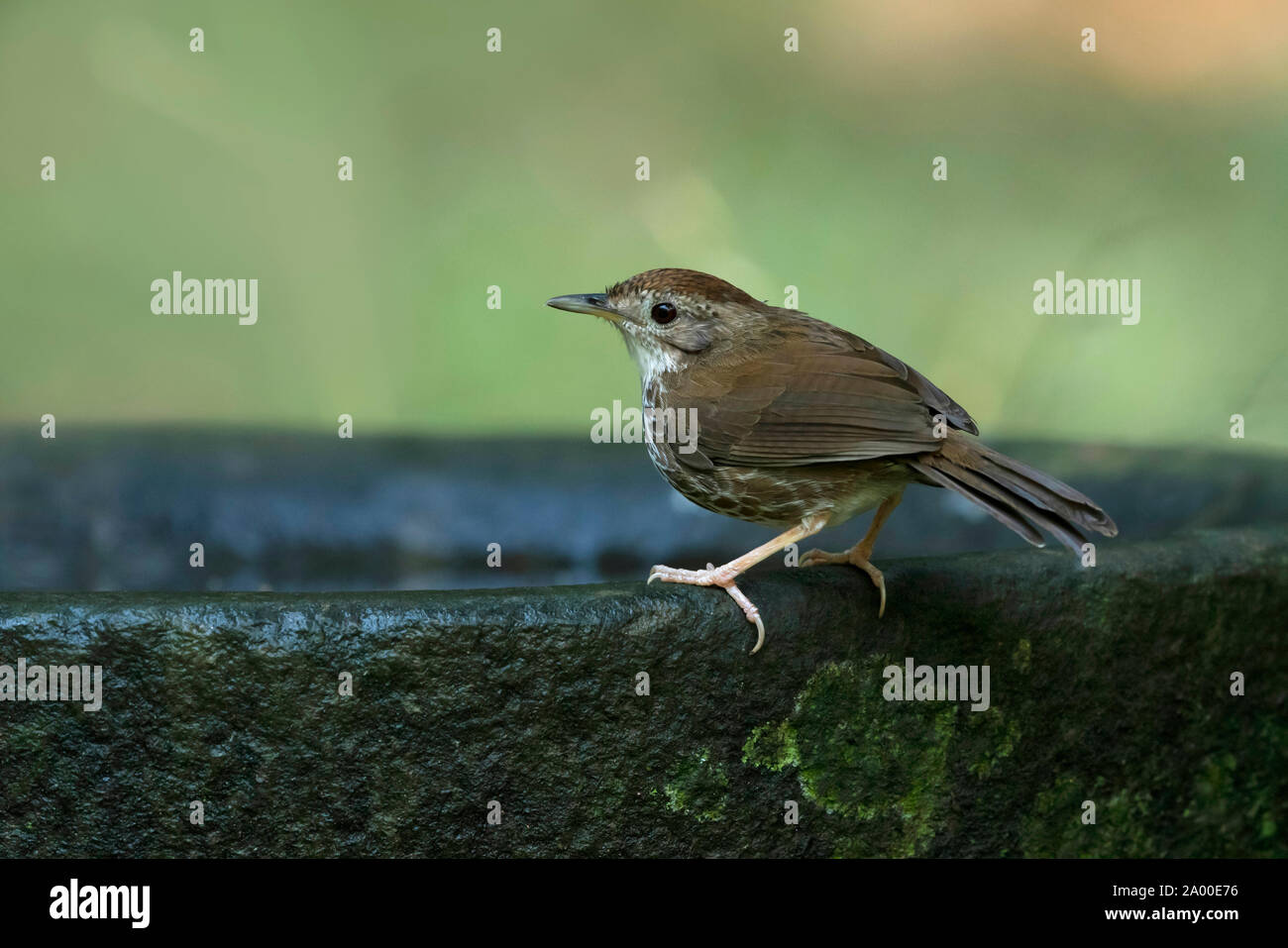 Puff throated babbler, Pellorneum ruficeps a Salim Ali il santuario degli uccelli in Thattekad, Kerala, India Foto Stock