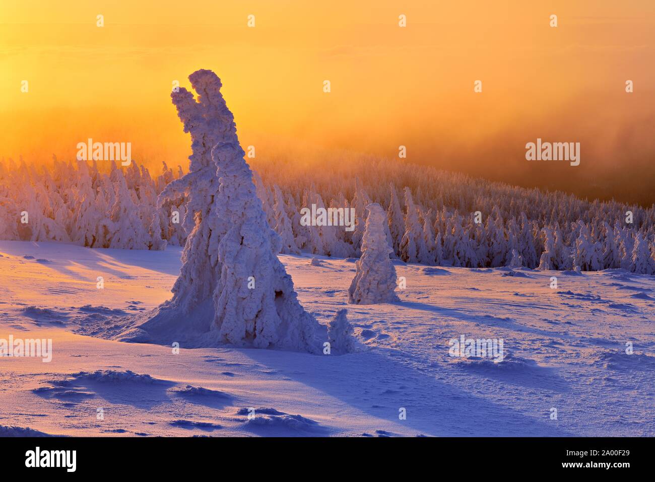 Atmosfera mattutina, sunrise sul Brocken in inverno con coperte di neve abeti rossi, nebbia, Parco Nazionale di Harz, Sassonia-Anhalt, Germania Foto Stock