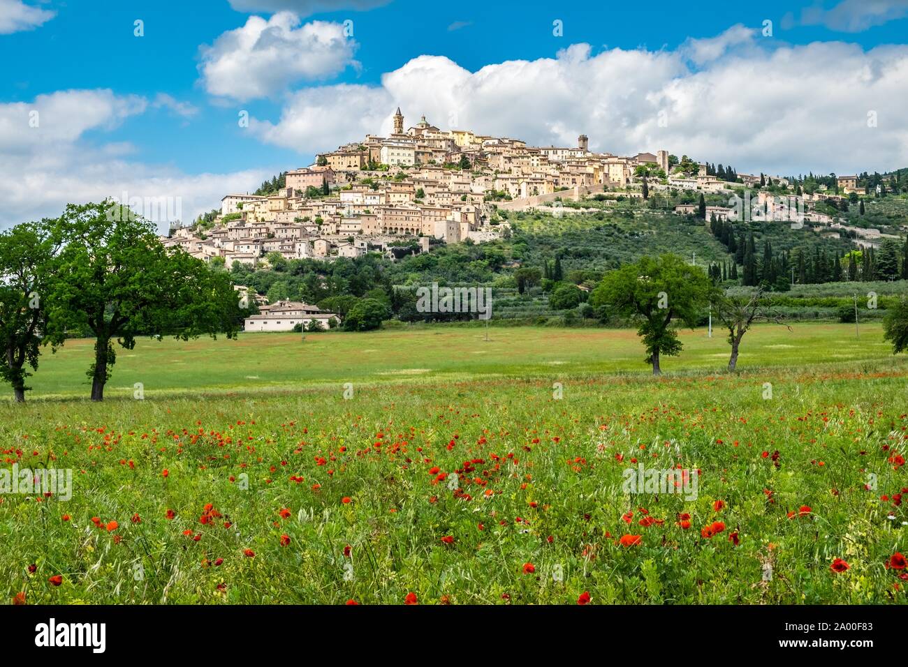 Il papavero prato davanti di una collina con vista sulla città, Trevi, provincia Perugia, Umbria, Italia Foto Stock