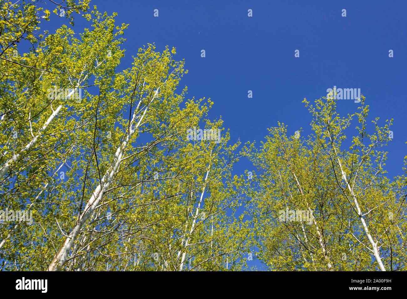 Le betulle (Betula), alberi nel cielo blu, Elk Island National Park, Alberta, Canada Foto Stock