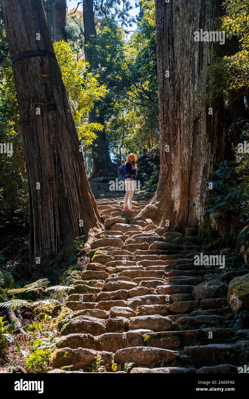 Escursionista sorge tra alberi secolari, sassoso sentiero nel bosco per il Hirou-jinja sacrario scintoista, cammino di pellegrino Kumano Kodo, Nachisan, Wakayama, Giappone Foto Stock