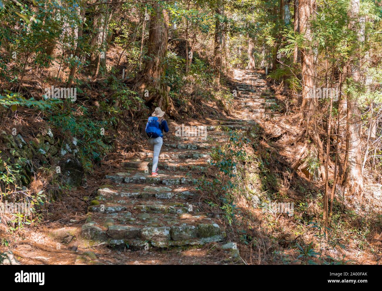 Escursionista sul sassoso sentiero attraverso la foresta, cammino di pellegrino Kumano Kodo, Nachisan, Wakayama, Giappone Foto Stock