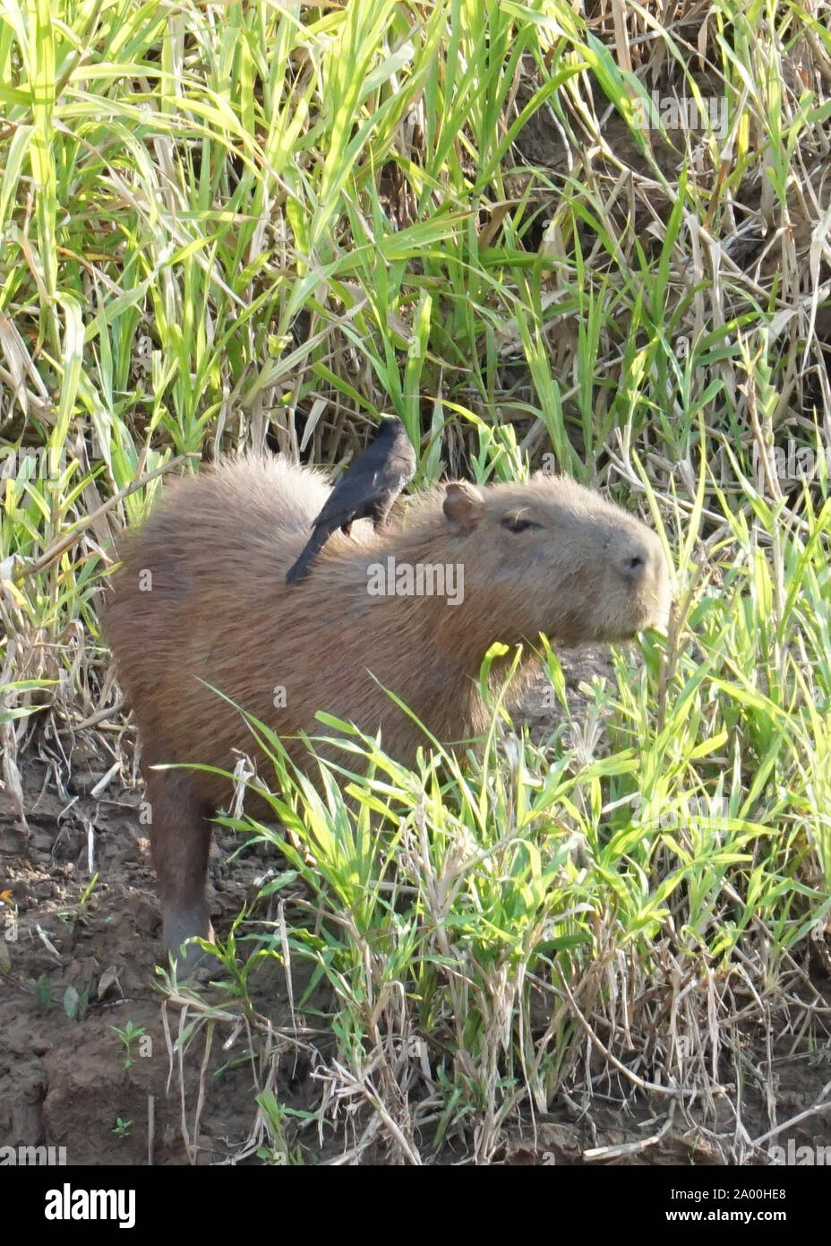 Il capibara (Hydrochoerus hydrochaeris) è un mammifero originario del Sud America. È il più grande roditore vivente nel mondo. Chiamato anche chigüire, chigüiro e carpincho, si tratta di un animale selvatico fotografato sulle rive del fiume Amazon. Foto Stock