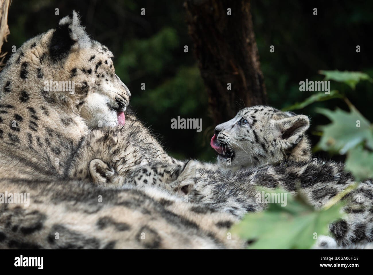 Snow Leopard madre con cub. (Panthera uncia) Foto Stock