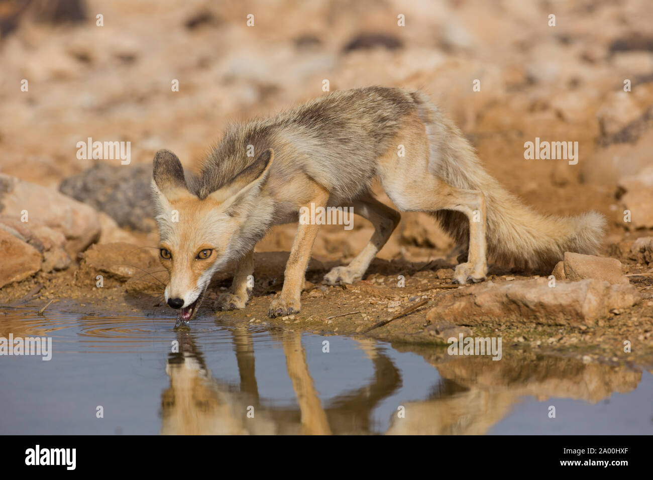 Un Rosso volpe (Vulpes vulpes) bevande acqua nel deserto Foto Stock