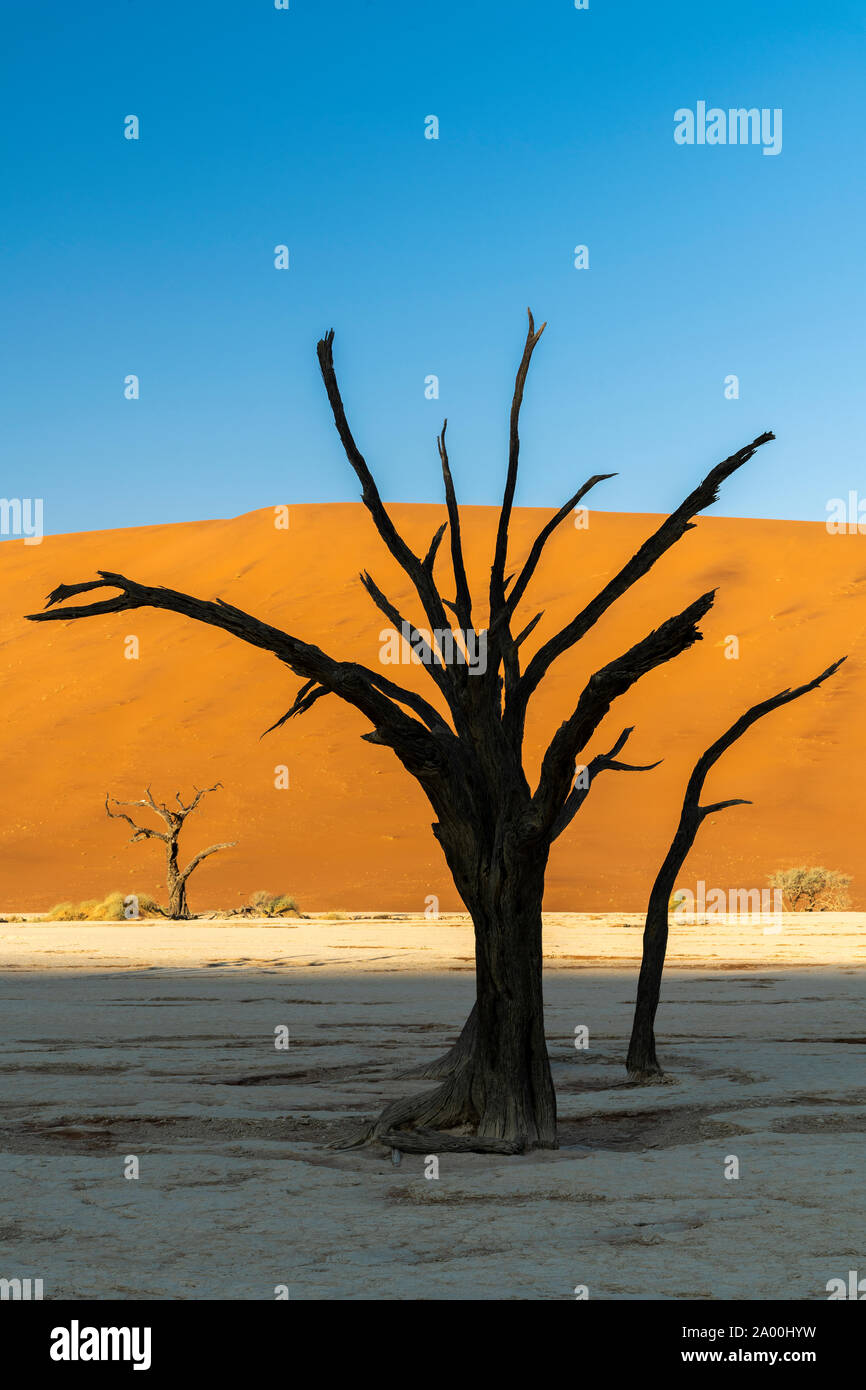 Vecchi alberi morti, Deadvlei, Namib-Naukluft National Park, Sesriem, Namibia Foto Stock