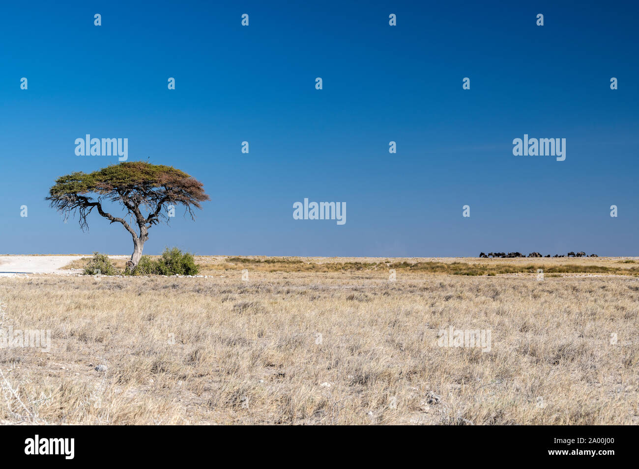 Savana paesaggio, il Parco Nazionale di Etosha, Namibia Foto Stock