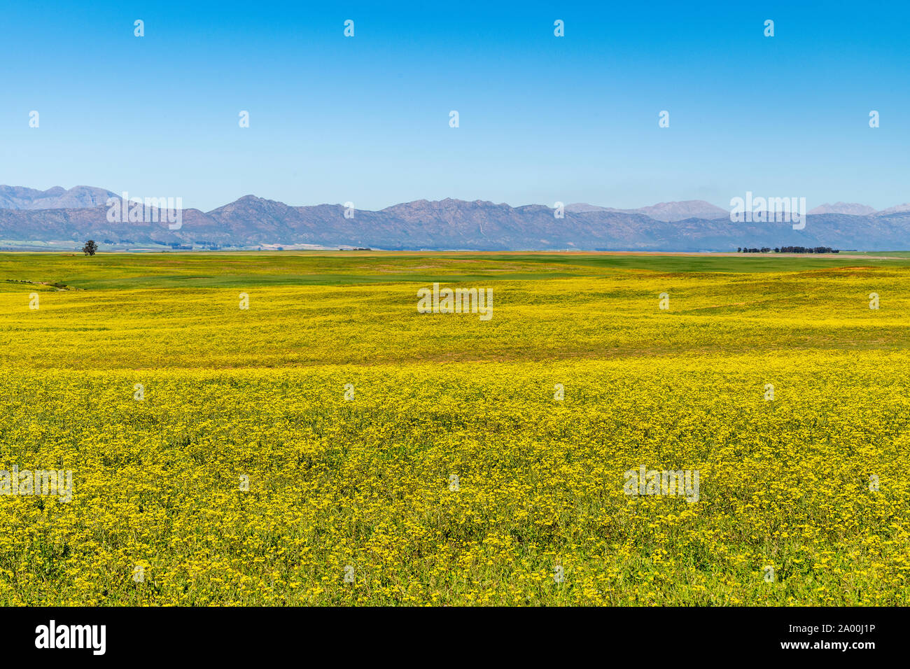 Campo di semi di colza e di ravizzone, Western Cape, Sud Africa Foto Stock