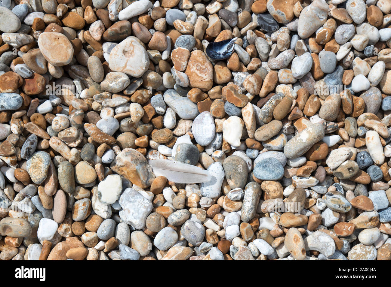 Di ghiaia e piuma di gabbiano sulla spiaggia ghiaiosa di Dungeness in Kent, Regno Unito Foto Stock